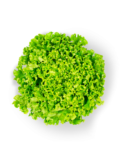 Salade Batavia fraîche en livraison à Rive-de-Gier | Baby Primeur
