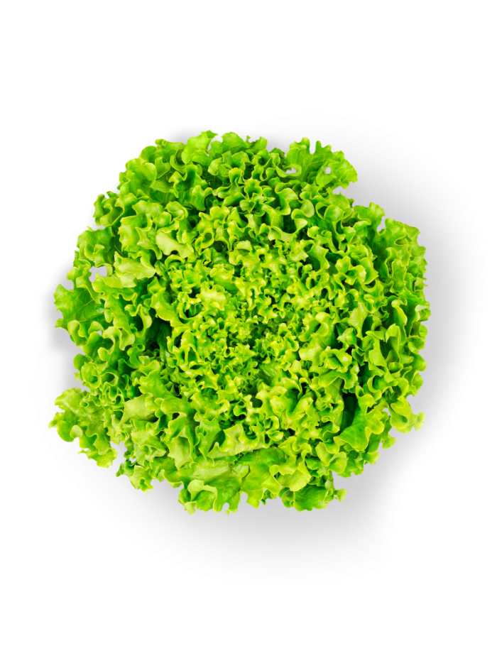 Salade Batavia fraîche en livraison à Rive-de-Gier | Baby Primeur