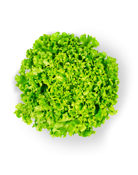 Salade Batavia fraîche en livraison à Rive-de-Gier | Baby Primeur