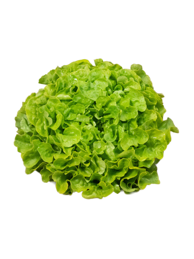 Salade feuille de chêne verte en livraison à Rive-de-Gier | Baby Primeur