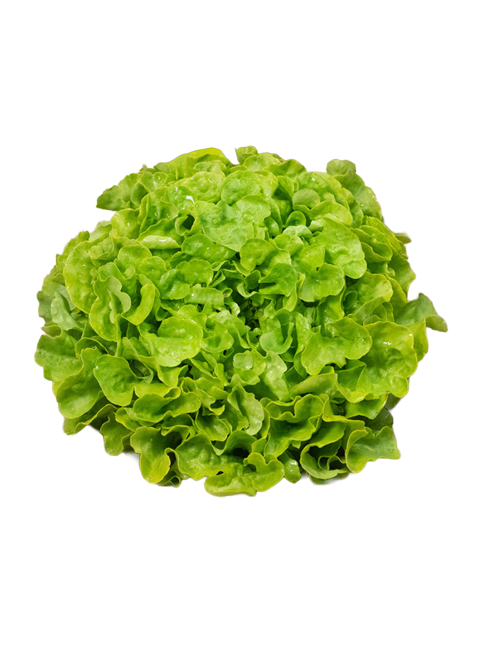 Salade feuille de chêne verte en livraison à Rive-de-Gier | Baby Primeur