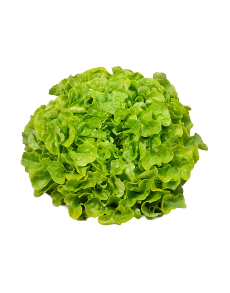 Salade feuille de chêne verte en livraison à Rive-de-Gier | Baby Primeur